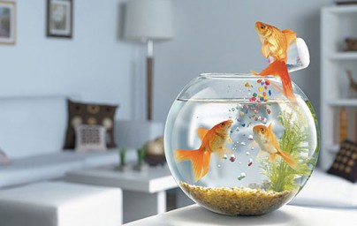 Fishing for a new home…